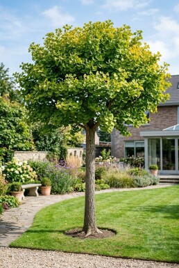 Ginkgo biloba 'Autumn Gold' Op stam