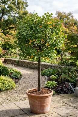 Ginkgo biloba 'Mariken' Op stam