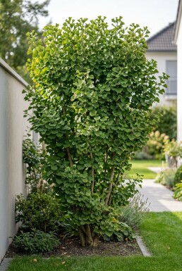Ginkgo biloba 'Menhir' Struik