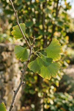 Ginkgo biloba 'Menhir' Struik