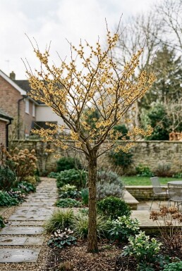 Hamamelis intermedia 'Arnold Promise' Hoogstam