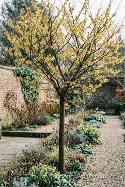 Hamamelis intermedia 'Arnold Promise' Hoogstam
