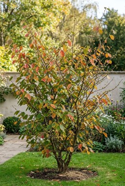 Hamamelis intermedia 'Westerstede' Solitair