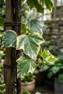 Hedera colchica 'Dentata Variegata' Stok