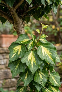 Hedera colchica 'Sulphur Heart' Gestokt