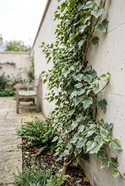 Hedera helix 'Glacier' Stok