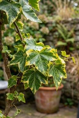 Hedera helix 'Golden Kolibri' Stok