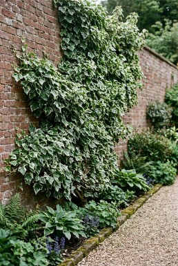 Hedera helix 'Margin. Elegantissima' gestokt Stok