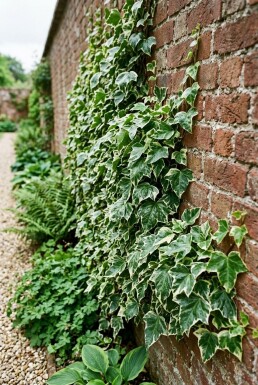 Hedera helix 'Margin. Elegantissima' gestokt Stok