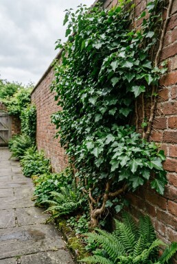Hedera helix 'Plattensee' Stok