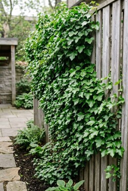 Hedera helix 'Shamrock' Stok