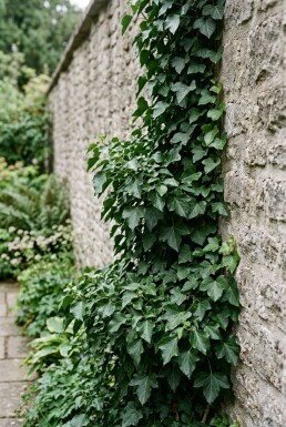 Hedera helix 'Thorndale' Stok