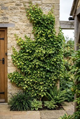 Hedera helix 'Yellow Ripple' Stok