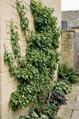 Hedera helix 'Yellow Ripple' Stok