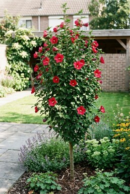 Hibiscus syriacus 'Flower Tower Ruby' Beveerd