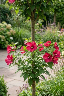 Hibiscus syriacus 'Flower Tower Ruby' Beveerd
