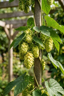 Humulus lupulus 'Golding' Stok
