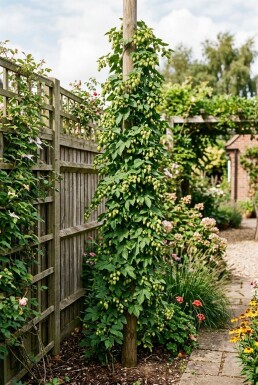 Humulus lupulus 'Herculus' Stok gestokt