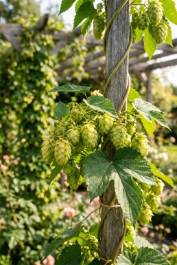 Humulus lupulus 'Nordbrau' Stok