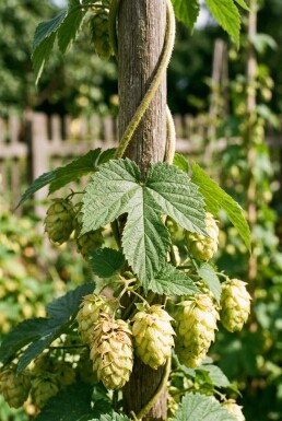 Humulus lupulus 'Pioneer' Stok