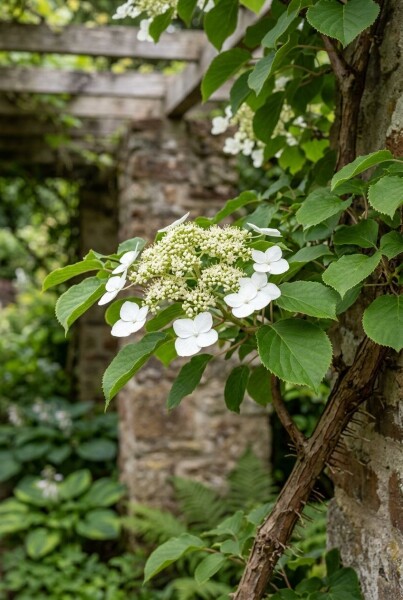 Hydrangea anomala subsp. petiolaris