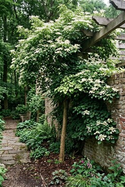 Hydrangea anomala subsp. petiolaris Stok