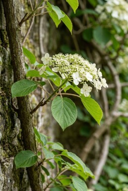 Hydrangea anomala subsp. petiolaris Beveerd