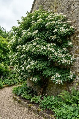 Hydrangea anomala subsp. petiolaris Solitair