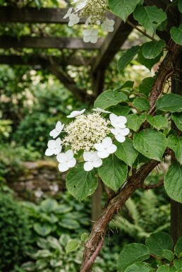 Hydrangea anomala subsp. petiolaris Scherm