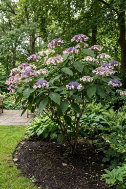 Hydrangea aspera 'Macrophylla' solitair