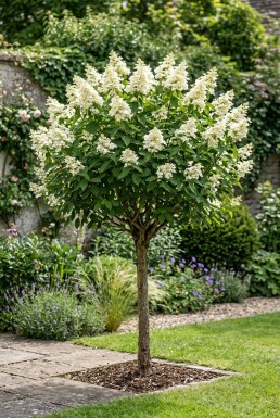Hydrangea paniculata 'Kyushu' Halfstam