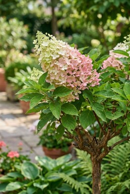Hydrangea paniculata 'Pink Diamond' Halfstam