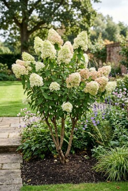 Hydrangea paniculata 'Polar Bear' Meerstammig