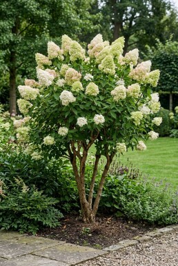 Hydrangea paniculata 'Polar Bear' Meerstammig