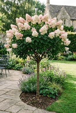 Hydrangea paniculata 'Silver Dollar' Halfstam
