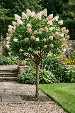 Hydrangea paniculata 'Silver Dollar' Halfstam