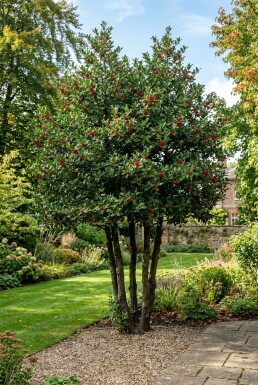 Ilex 'Nellie R. Stevens' Meerstammig