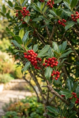 Ilex 'Nellie R. Stevens' Meerstammig