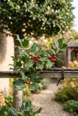 Ilex 'Nellie R. Stevens' Leiboom
