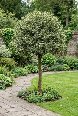 Ilex aquifolium 'Argentea Marginata' Halfstam