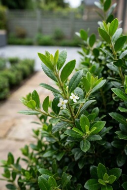 Ilex crenata 'Glory Gem'