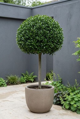 Ilex crenata 'Glory Gem' Op stam