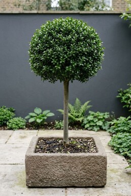 Ilex crenata 'Glory Gem' Op stam