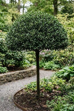 Ilex maximowicziana var. Kanehirae Scherm