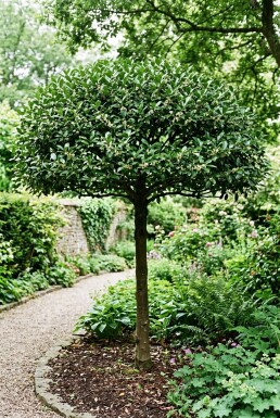 Ilex maximowicziana var. Kanehirae Scherm