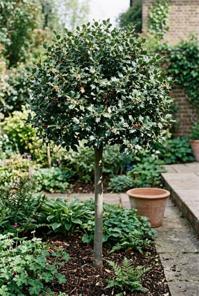 Ilex meserveae 'Blue Maid' Halfstam