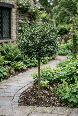 Ilex meserveae 'Blue Maid' Halfstam