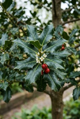 Ilex meserveae 'Blue Maid' Halfstam