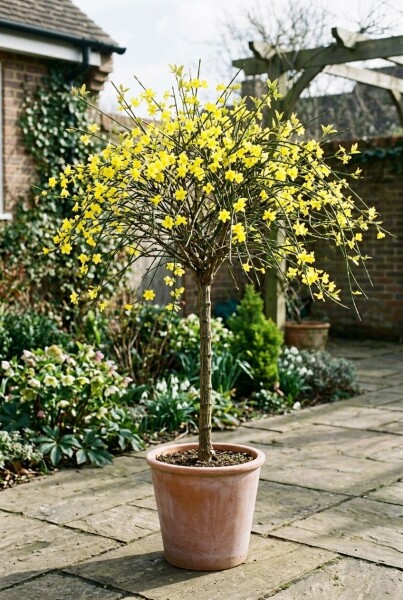 Jasminum nudiflorum Stok
