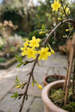 Jasminum nudiflorum Stok